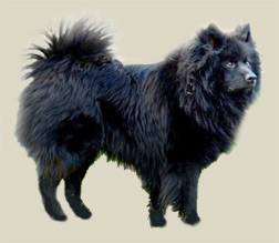 German Spitz (Giant)