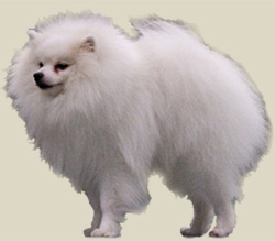 German Spitz (Small)