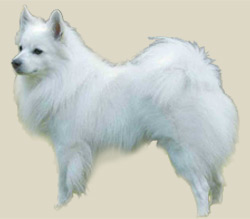 German Spitz (Standard)