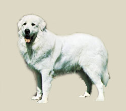 Great Pyrenees