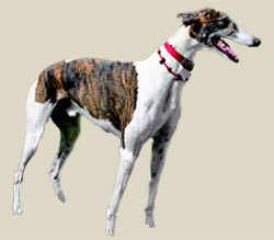 Greyhound