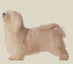 Havanese