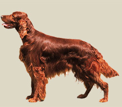 Irish Setter