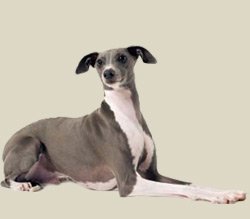 Italian Greyhound