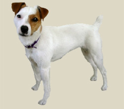 Jack Russell Terrier