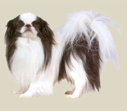 Japanese Chin