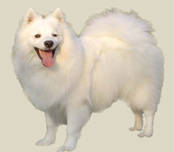 Japanese Spitz