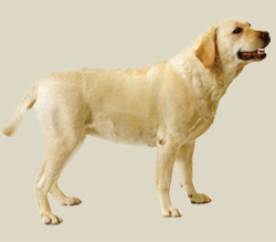 Labrador Retriever