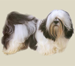 Lhasa Apso