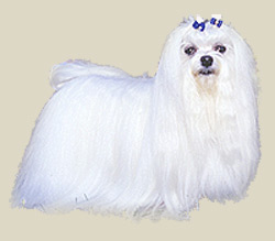 Maltese