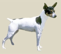 Miniature Fox Terrier