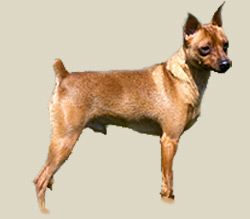 Miniature Pinscher