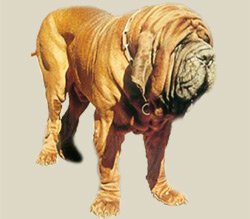 Neapolitan Mastiff