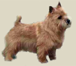 Norwich Terrier