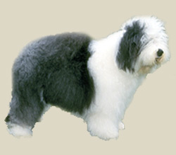 Old English Sheepdog