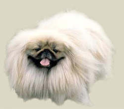 Pekingese