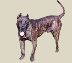 Perro de Presa Canario