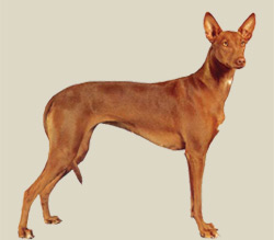 Pharaoh Hound