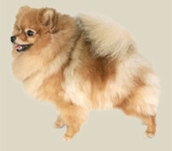 Pomeranian