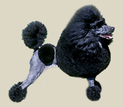 Poodle (MIniature)