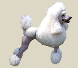 Poodle (Stantard)