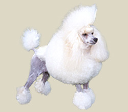 Poodle (Toy)