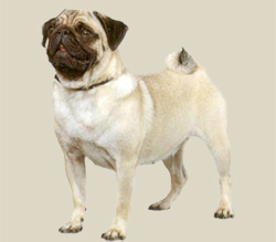 Pug