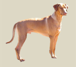 Rhodesian Ridgeback