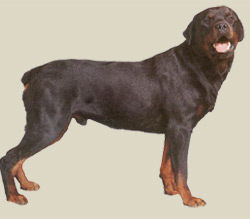 Rottweiler