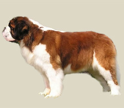 Saint Bernard