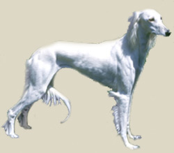 Saluki