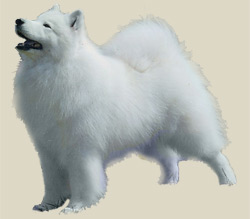 Samoyed