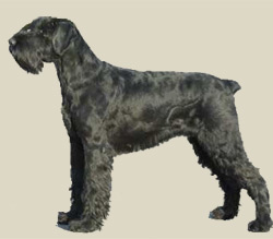 Schnauzer (Giant)