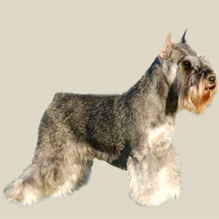 Schnauzer (Miniature)