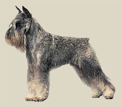 Schnauzer (Standard)