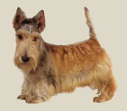 Scottish Terrier