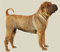 Shar Pei