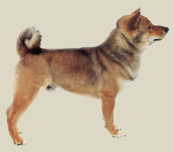 Shiba Inu