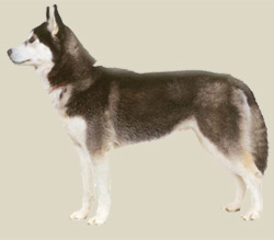 Siberian Husky