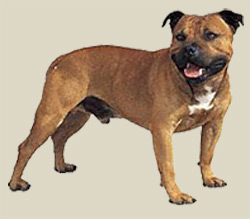 Staffordshire Bull Terrier