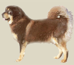 Tibetan Mastiff