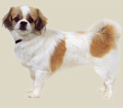 Tibetan Spaniel