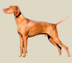 Vizsla