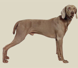 Weimaraner