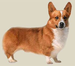 Welsh Corgi