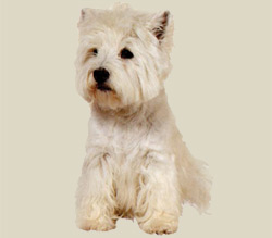 West Highland White Terrier