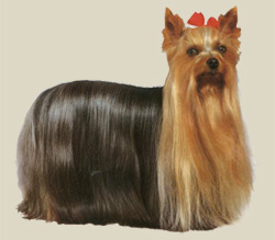 Yorkshire Terrier